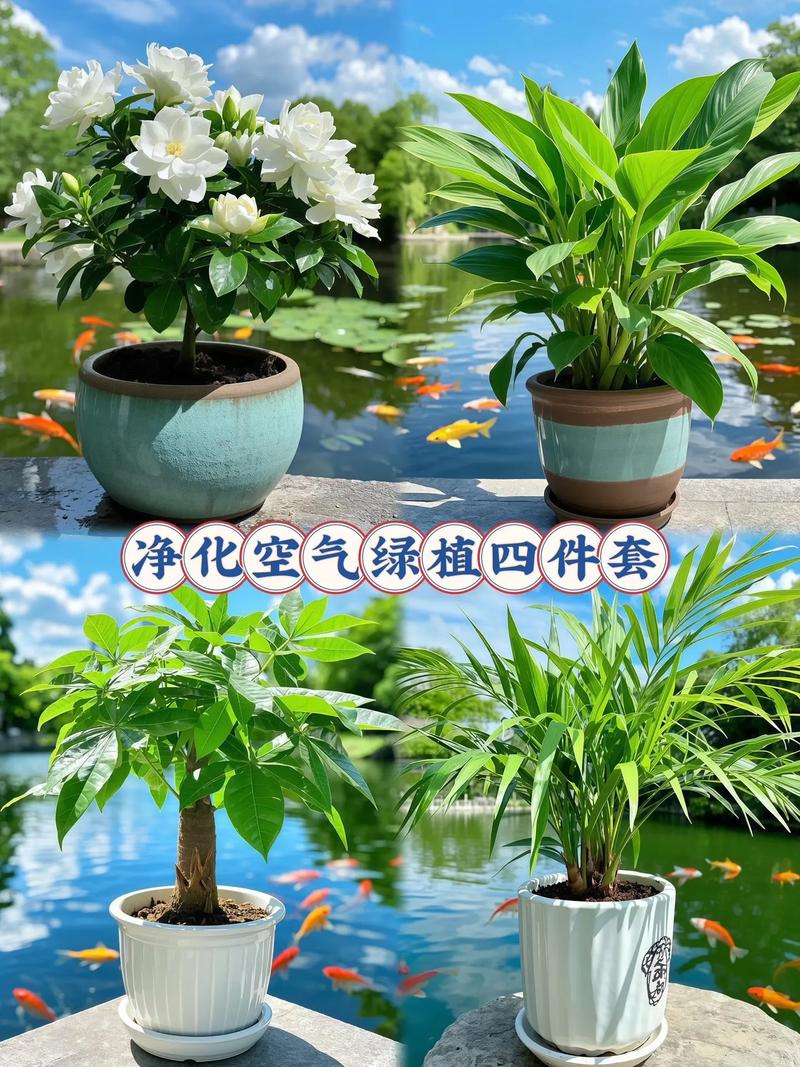 想打造清新健康的室内环境?净化空气绿植
